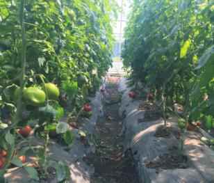 奥仁格管道赋能金丰现代农业园：GRS高效节能温室模式革新