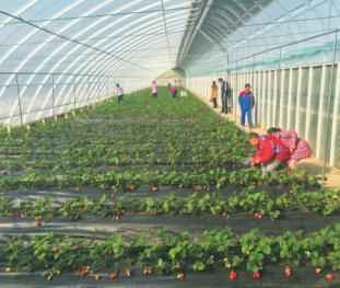 奥仁格管道赋能金丰现代农业园：GRS高效节能温室模式革新