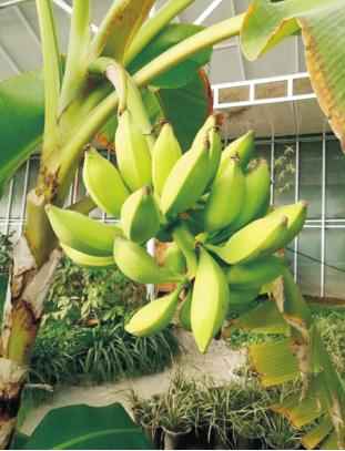 奥仁格管道：吉林热浸塑涂塑钢管驱动金丰现代农业园GRS高效节能温室革命